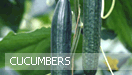 Cucumbers